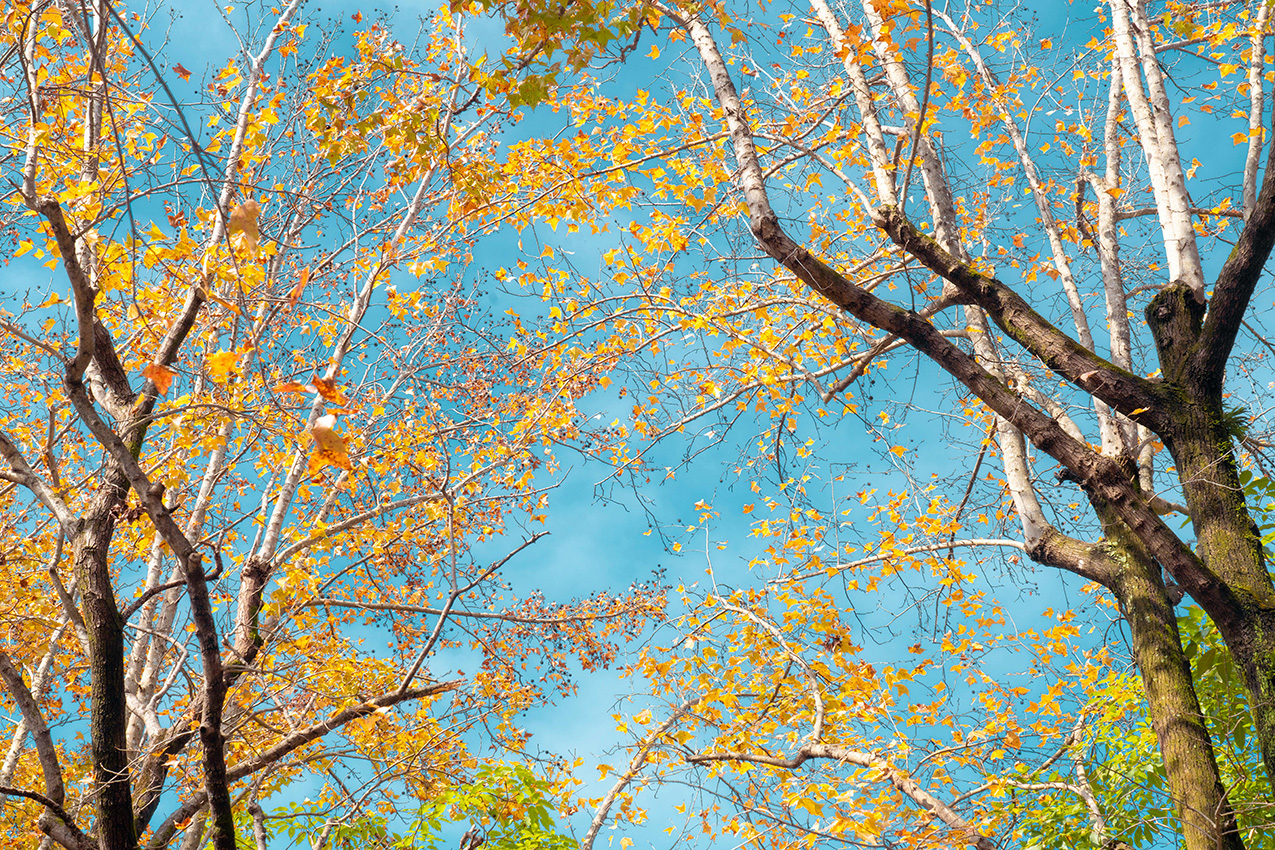 pexels-jimmy-liao-3615017-35795850